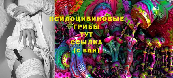 хмурый Аркадак